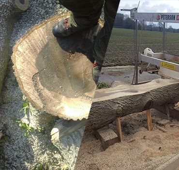 Diceased Walnut Tree<p>Tree Work East Ltd Tree surgery after