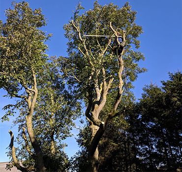 Diceased Walnut Tree<p>Tree Work East Ltd<br> Tree Surgery before