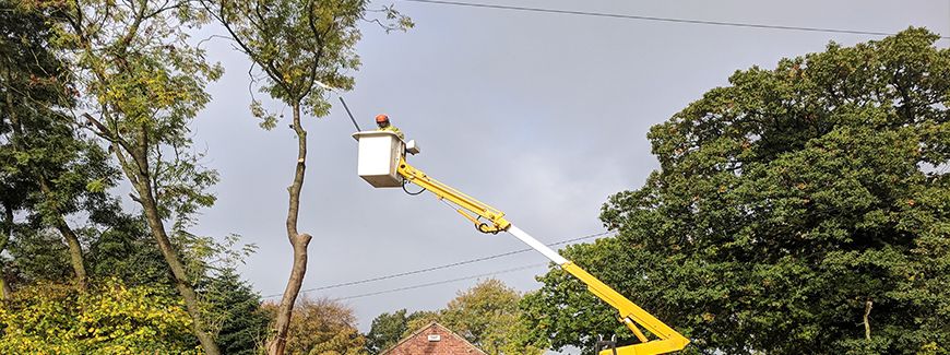 Tree Surgery