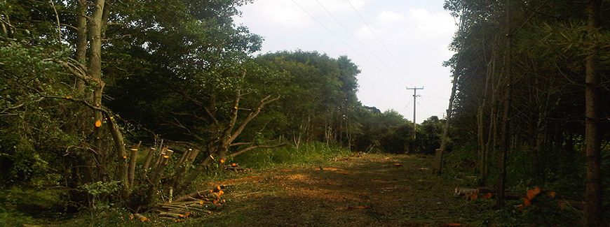 Utility Arboriculture Norfolk